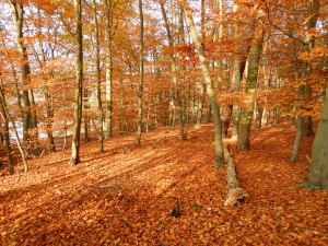 Wald im Herbst